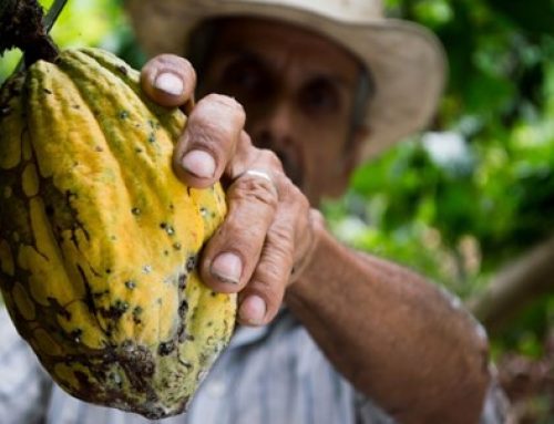 La filière du cacao : comment allier plaisir et production durable ?